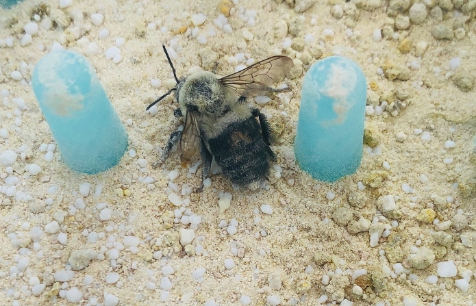 В Европе используют пчел для обработки полей биофунгицидами