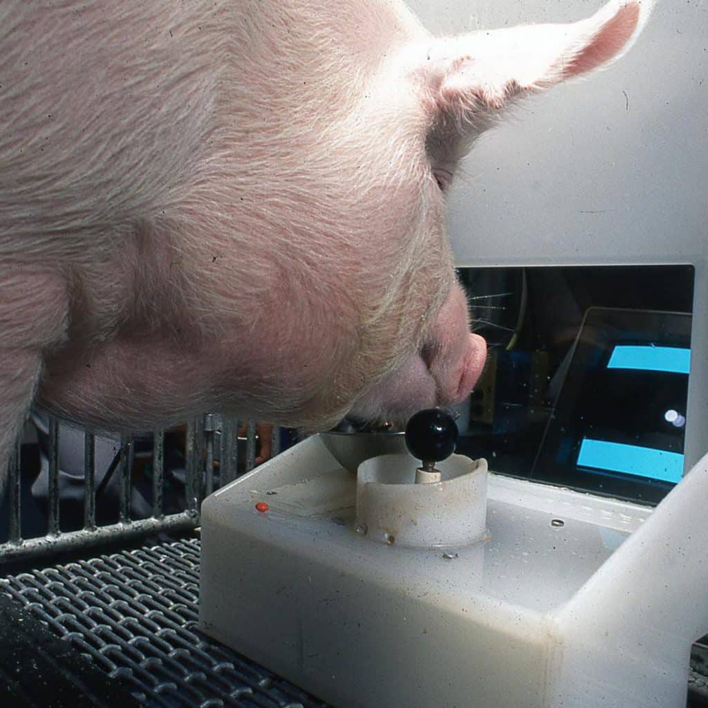 Учёные научили свиней проходить простейшие видеоигры