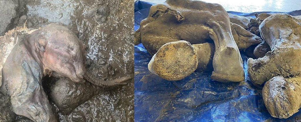 В Канаде нашли уникальную мумию мамонта: сохранились даже когти и шерсть