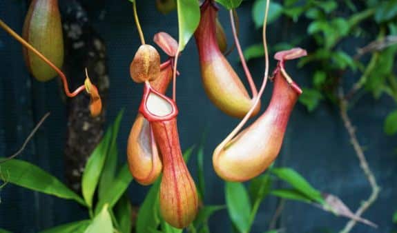 На Борнео обнаружили первое в мире плотоядное растение, которое охотится под землей