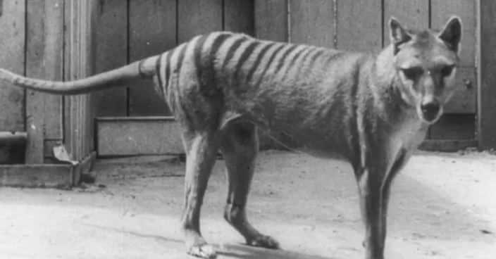 В Австралии создали лабораторию, чтобы восстановить исчезнувший вид тасманийского тигра