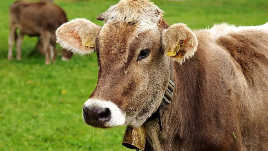 Новая Зеландия: налог на коровьи газы