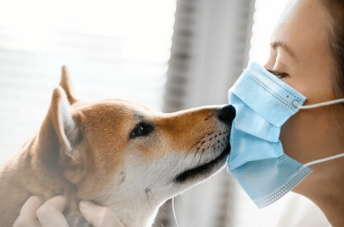 Исследовательская группа подозревает, что собаки могут заразиться и распространять вирус короны