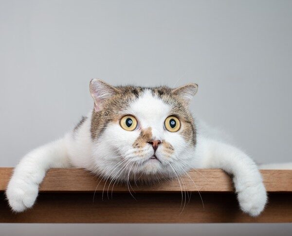 Если бы кошки носили колготки: 25 невероятно смешных фото питомцев, которых решили приодеть
